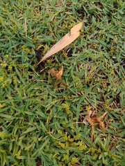 Zoysia matrella