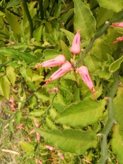 Euphorbia tithymaloides