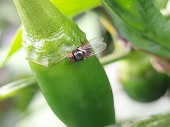 Neosilba