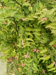 Euphorbia tithymaloides