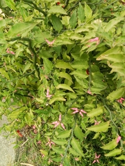 Euphorbia tithymaloides