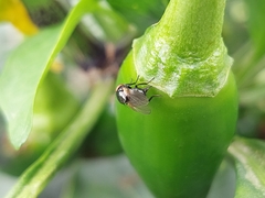 Neosilba