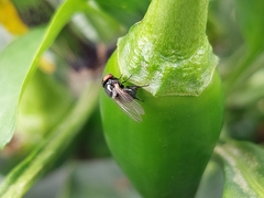 Neosilba