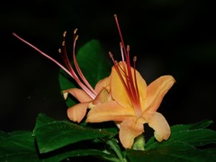 Rhododendron cumberlandense