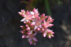 Dudleya formosa
