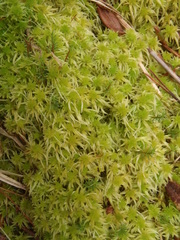 Sphagnum riparium