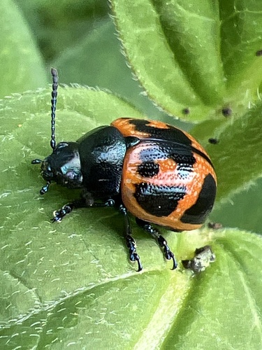Swamp Milkweed Leaf Beetle photo 5