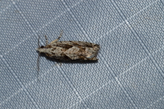 Gretchena delicatana