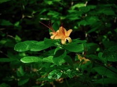Rhododendron cumberlandense