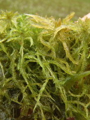 Sphagnum jensenii