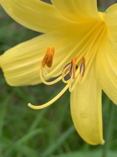 Hemerocallis lilioasphodelus