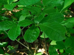 Rhododendron cumberlandense