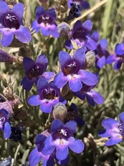 Penstemon linarioides sileri