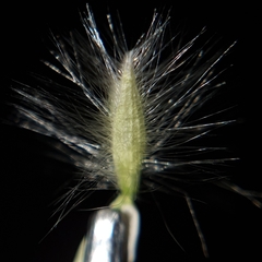 Melica cupani