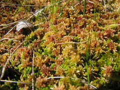 Sphagnum rubellum
