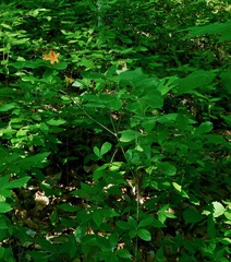 Rhododendron cumberlandense