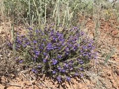 Penstemon linarioides sileri