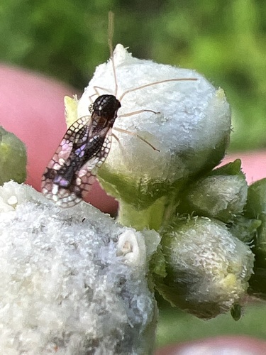 Andromeda Lace Bug photo 5