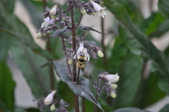 Bombus centralis