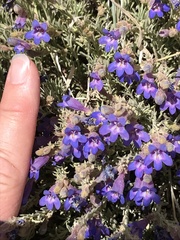 Penstemon linarioides sileri