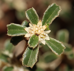 Stenanthemum intricatum
