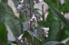 Bombus centralis