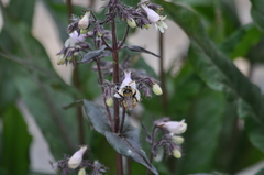 Bombus centralis