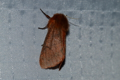 Phragmatobia assimilans