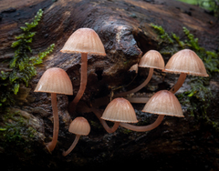 Mycena mariae