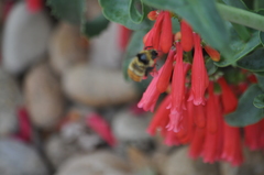 Bombus centralis