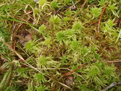 Sphagnum subfulvum