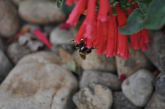 Bombus centralis