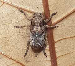 Pterolophia annulata