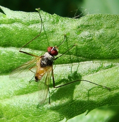Cholomyia inaequipes