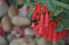 Bombus centralis