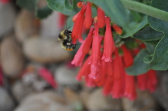 Bombus centralis