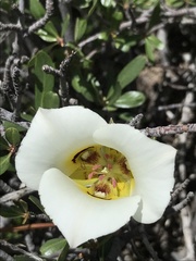 Calochortus nuttallii