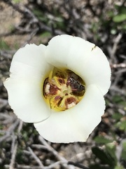 Calochortus nuttallii