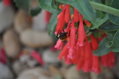Bombus centralis