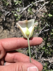 Calochortus nuttallii