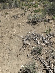 Calochortus nuttallii