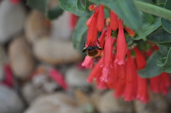 Bombus centralis