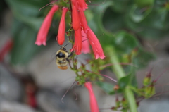 Bombus centralis
