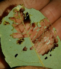 Euura pavida