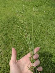 Urochloa eminii