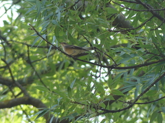Ficedula hypoleuca
