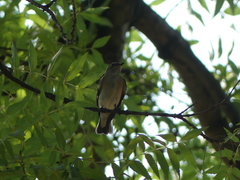 Ficedula hypoleuca