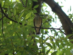 Ficedula hypoleuca