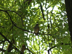 Ficedula hypoleuca