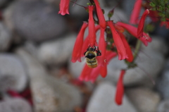Bombus centralis